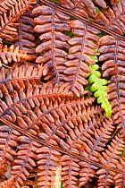 Close up of fern fronds in winter with one fresh shoot, Assynt, Assynt Uplands, Scotland, UK, January