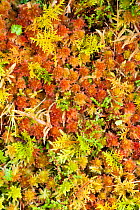 Close up of moss on ground, Assynt, Assynt Uplands, Scotland, UK, January