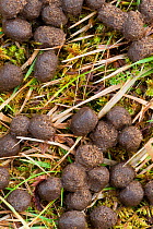 Mammal droppings on the mossy ground, Assynt, Assynt Uplands, Scotland, UK, January