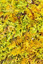 Close up of moss on ground, Assynt, Assynt Uplands, Scotland, UK, January