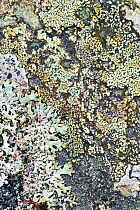 Close up of lichen on rock, Assynt, Assynt Uplands, Scotland, UK, January