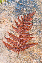 Fern front laid out on rock, Assynt, Assynt Uplands, Scotland, UK, January (This image may be licensed either as rights managed or royalty free.)
