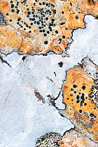 Close up of lichen on rock, Assynt, Assynt Uplands, Scotland, UK, January
