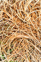 Grass leaves, Assynt, Assynt Uplands, Scotland, UK, January