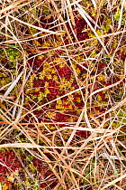 Grass leaves and moss on ground, Assynt Uplands, Scotland, UK, January