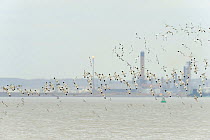 Flock of Avocet (Recurvirostra avosetta) in flight with Coryton Oil refinery in background, Site of new DP World London Gateway container port, River Thames, Essex, UK, November 2010