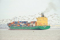 Flock of Avocet (Recurvirostra avosetta) in flight with container ship in background, site of new DP World London Gateway container port, River Thames, Essex, UK, March 2011