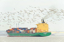 Flock of Avocet (Recurvirostra avosetta) in flight with container ship in background, site of new DP World London Gateway container port, River Thames, Essex, UK, March 2011