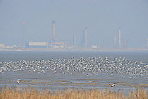 Flock of Avocet (Recurvirostra avosetta) in flight with Coryton Oil refinery in background, Site of new DP World London Gateway container port, River Thames, Essex, UK, March 2011
