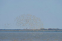Flock of Golden plover (Pluvialis apricaria) in flight over River Thames, Essex, UK, March 2011