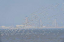 Flock of Avocet (Recurvirostra avosetta) in flight with Coryton Oil refinery in background, Site of new DP World London Gateway container port, River Thames, Essex, UK, March 2011
