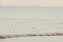 Flock of Avocet (Recurvirostra avosetta) feeding on mud flats at low tide with Coryton Oil refinery in background, Site of new DP World London Gateway container port, River Thames, Essex, UK, April 20...