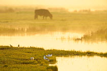 Avocet (Recurvirostra avosetta) in mist on grazing marsh at dawn with cattle grazing in the background, Thames Estuary, Elmley Marshes RSPB reserve, North Kent, UK,, April 2011. Photographer quote: 'G...