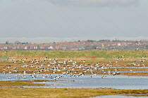 Flock of Avocet (Recurvirostra avosetta) in flight over grazing marsh, Thames Estuary,  Thames Estuary, Elmley Marshes RSPB reserve, North Kent, UK, April 2011
