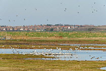 Flock of Avocet (Recurvirostra avosetta) in flight over grazing marsh, Thames Estuary, Elmley Marshes RSPB reserve, North Kent, UK, April 2011