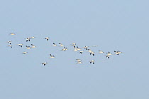 Flock of Avocet (Recurvirostra avosetta) in flight over grazing marsh, Thames Estuary, Elmley Marshes RSPB reserve, North Kent, UK, February