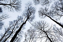 View up through skeletal branches of Birch trees against a winter sky, Yoxall, Derbyshire, UK, November 2010