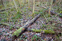 Mixed woodland with dead wood lying on the woodland floor, The National Forest, Yoxall, Derbyshire, UK, November 2010