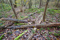 Mixed woodland with dead wood lying on the woodland floor, The National Forest, Yoxall, Derbyshire, UK, November 2010