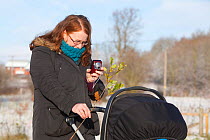 Volunteer photographing sapling while pushing pram, planting native woodland as part of The National Forest's planting day, Moira, Derbyshire, UK, November 2010