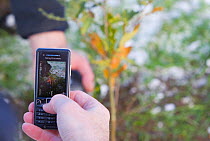 Volunteer photographing oak sapling on mobile phone, planting native woodland as part of The National Forest's planting day, Moira, Derbyshire, UK, November 2010