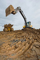 Heavy earth excavator removes clay for future replacement with topsoil. Wetland habitat ecosytem creation for the RSPB by Breheny Civil Engineers at Bowers Marsh RSPB Reserve, Thames Estuary, Essex, U...