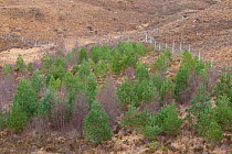 Regenerating Scots pine saplings (Pinus sylvestris) in deer-proof enclosure, Inverpolly, Sutherland, Highlands, Scotland, UK, January 2011