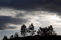 silhouette of Scots pine saplings (Pinus sylvestris) in deer-proof enclosure, Inverpolly, Sutherland, Highlands, Scotland, UK, January 2011
