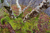 Upland woodland containing birch, oak, hazel, Inverpolly, Sutherland, Highlands, Scotland, UK, January 2011