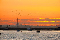 View of boats on River Roach at sunset with flock of Brent geese flying overhead, looking towards Southend-on-Sea from Wallasea Island, Essex, UK, February 2011
