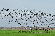 Flock of Dark-bellied brent geese (Branta bernicla) in flight over arable land on wetlands and landing, Wallasea Island RSPB reserve, with Burnham-on-Crouch in the background, Essex, UK, February 2011