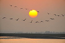 Flock of Dark-bellied brent geese (Branta bernicla) flying in formation across the setting sun, Wallasea Island RSPB reserve, River Crouch, Essex, UK, March 2011. Photographer quote: 'Every winter tho...