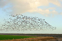 Flock of Dark-bellied brent geese (Branta bernicla) flying over arable land on wetlands, Wallasea Island RSPB reserve, Essex, UK, February 2011