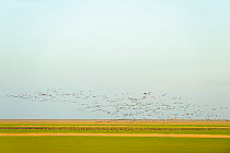 Flock of Dark-bellied brent geese (Branta bernicla) flying over arable land on wetlands, Wallasea Island RSPB reserve, Essex, UK, February 2011