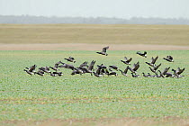 Flock of Dark-bellied brent geese (Branta bernicla) taking off from arable land on wetlands, Wallasea Island RSPB reserve, Essex, UK, February 2011