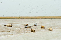 Common / Harbour seals (Phoca vitulina) hauled out on mudflats at saltmarsh, Wallasea Island RSPB reserve, Essex, UK, March 2011