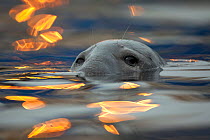 Grey seal (Halichoerus grypus) bull with reflections on water of harbour lights, Shetland Isles, Scotland, UK, June 2010. Photographer quote: 'This 'seal on fire' is actually bobbing in a harbour and...