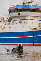 Grey seal (Halichoerus grypus) on haul out in fishing harbour with ferry in the background, Shetland Isles, Scotland, UK, June 2010