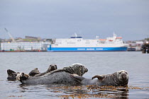 Grey seals (Halichoerus grypus) on haul out in fishing harbour with ferry in the background, Lerwick, Shetland Isles, Scotland, UK, June 2010