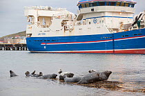 Grey seals (Halichoerus grypus) on haul out in fishing harbour with ferry in the background, Lerwick, Shetland Isles, Scotland, UK, June 2010. Photographer quote: 'These seals line up to take advantag...