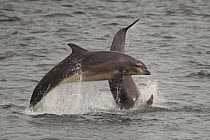 Bottle-nosed dolphins (Tursiops truncatus) breaching, Fortrose, Moray Firth, Scotland, UK, August 2010