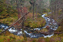 Allt Ruadh burn running through ancient caledonian woodland, Glenfeshie, Inshriach, Cairngorms NP,  Scotland, UK, October 2010