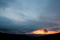 Lone Scots pine (Pinus sylvestris) silhouetted on ridge at dusk, Glenfeshie, Cairngorms NP, Scotland, UK, November 2010