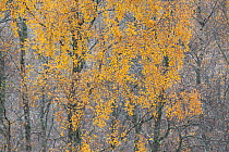 Birch tree (Betula pendula) backlit at dawn, autumn, Cairngorms NP, Glenfeshie, Inshriach, Cairngorms NP,  Scotland, UK, November 2010