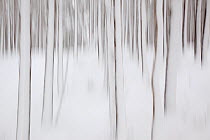 Abstract of winter pine forest in snow, Cairngorms NP, Glenfeshie, Inshriach, Cairngorms NP,  Scotland, UK, November 2010
