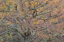 Large Silver birch (Betula pendula) tree in autumn foliage, Glen Affric, Highland, Scotland, UK, February 2010