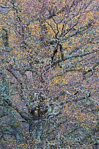 Large Silver birch (Betula pendula) tree in autumn foliage, Glen Affric, Highland, Scotland, UK, February 2010