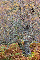 Large Silver birch (Betula pendula) tree in autumn foliage, caledonian forest, Glen Affric, Highland, Scotland, UK, February 2010
