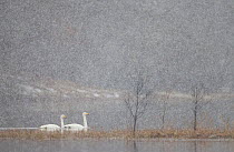 Whooper swans (Cygnus cygnus) two on water during snow storm, Loch Insh, Cairngorms NP, Highlands, Scotland, UK, March 2011. Highly commended, 'Habitat' category, British Wildlife Photography Awards (...