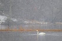RF- Whooper swan (Cygnus cygnus) on water during snow storm. Loch Insh, Cairngorms NP, Highlands, Scotland, UK. March 2011. (This image may be licensed either as rights managed or royalty free.)